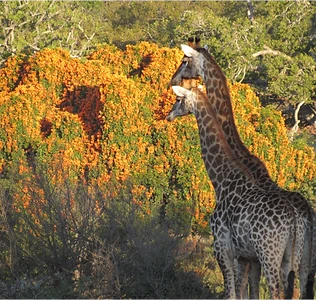 Kelly McCain_South Africa7.png